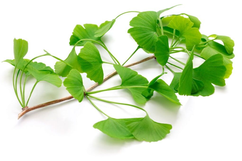 Ginkgo biloba in Kapseln Insuvit